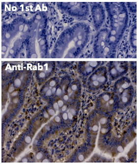 Rab1 antibody