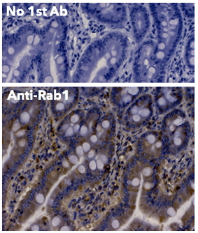 Rab1 Antibody