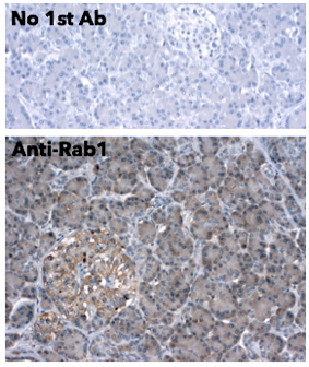 Rab1 Antibody