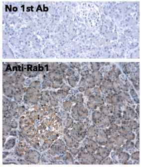 Rab1 antibody