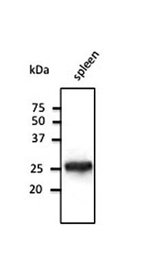Rab5 antibody