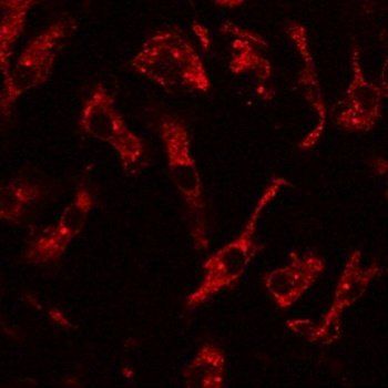 Rab8 antibody