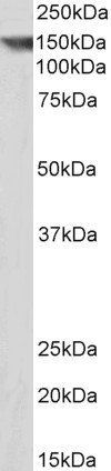 Goat anti-contactin 1 Antibody
