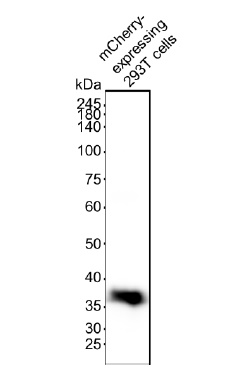 Anti-mCherry VHH antibody