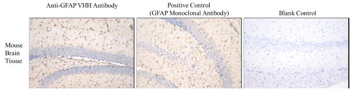Anti-GFAP VHH antibody