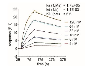 Anti-SARS-CoV-2 spike RBD VHH antibody