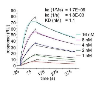 Anti-GFP VHH antibody