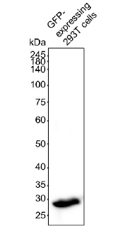 Anti-GFP VHH antibody