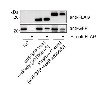 Anti-GFP VHH antibody