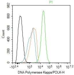 DNA Polymerase Kappa antibody