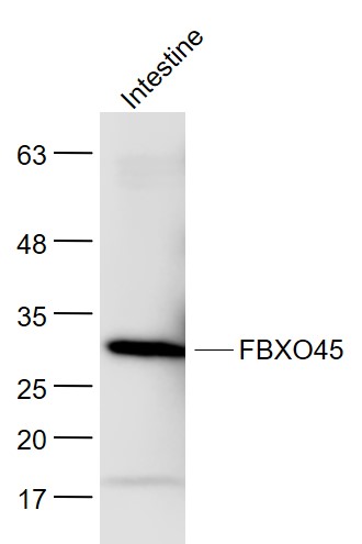 FBXO45 antibody