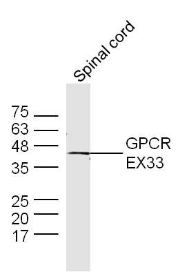 GPCR EX33 antibody