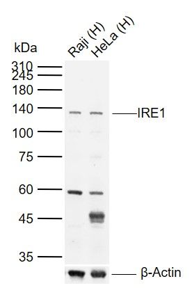 IRE1a antibody