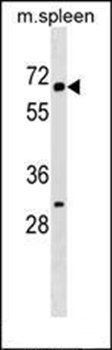KLH22 antibody