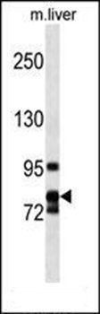 CCNF antibody