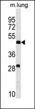 RNF150 antibody