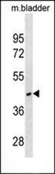 RAB40C antibody