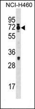Csrnp2 antibody