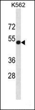 CD155 antibody