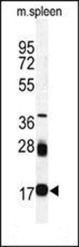 UBC9 antibody