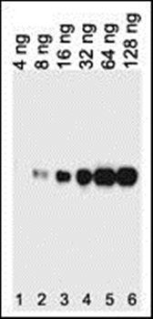 HIS Tag antibody