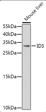 ID3 antibody
