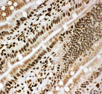 Anti-Lamin B1/LMNB1 Antibody