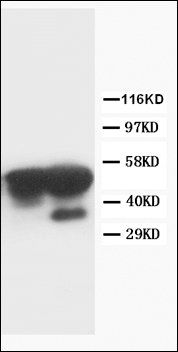 Cyclin A Ccna2 Mouse Monoclonal Antibody