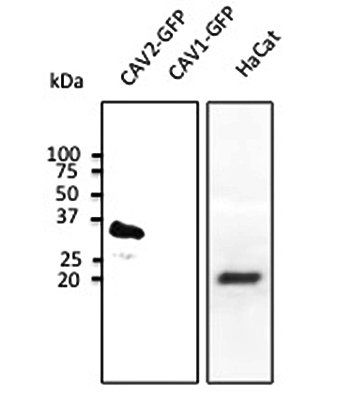 CAV2 Antibody