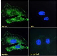 ITK antibody