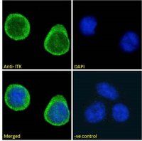 ITK antibody