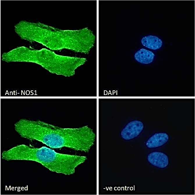 Goat anti-NOS1 Antibody