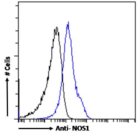 Goat anti-NOS1 Antibody