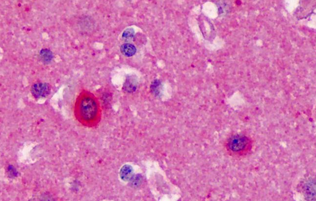 Goat anti-NOS1 Antibody