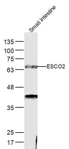 ESCO2 antibody