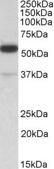 Goat anti-TRIM5 / RNF88 Antibody