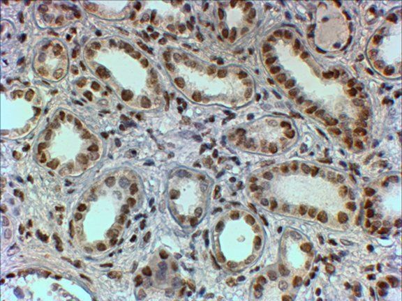 Goat anti-PTBP1 / PTB Antibody