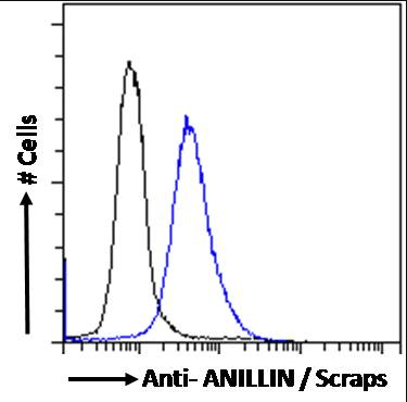 Goat anti-ANILLIN / Scraps (C Terminus) Antibody