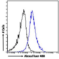 Goat anti-Dispatched homolog 1 Antibody