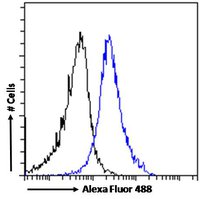 Dispatched homolog 1 antibody