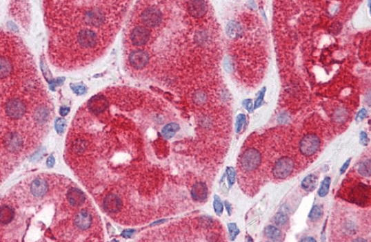 Goat anti-SHP2 / PTPN11 Antibody