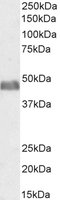 ACTL6A / ACTL6B antibody