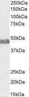 Goat anti-BAF53A and BAF53B Antibody