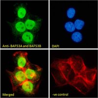 Goat anti-BAF53A and BAF53B Antibody
