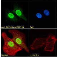 ACTL6A / ACTL6B antibody