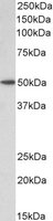 Goat anti-BAF53A and BAF53B Antibody