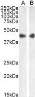 ACTA2 Antibody