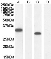 Goat anti-MYD88 Antibody