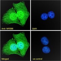 Goat anti-MYD88 Antibody