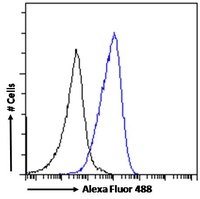 Goat anti-MYD88 Antibody